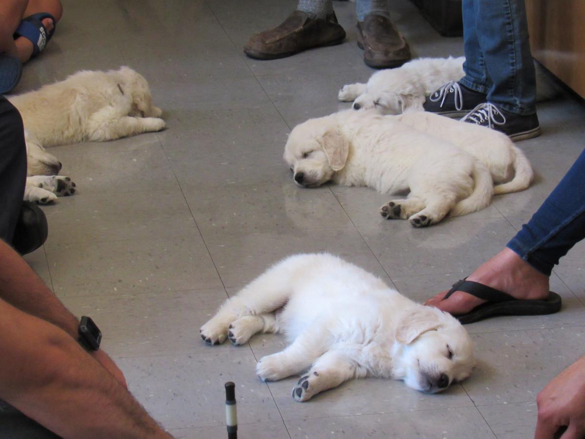 Puppies To Help Firefighters With Mental Health News Hanfordsentinel Com