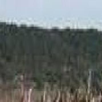 Summer Is The Time To Prune Apricot Trees Print Specific