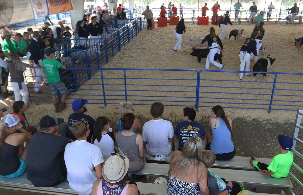 Second day of Kings fair Kids and cows