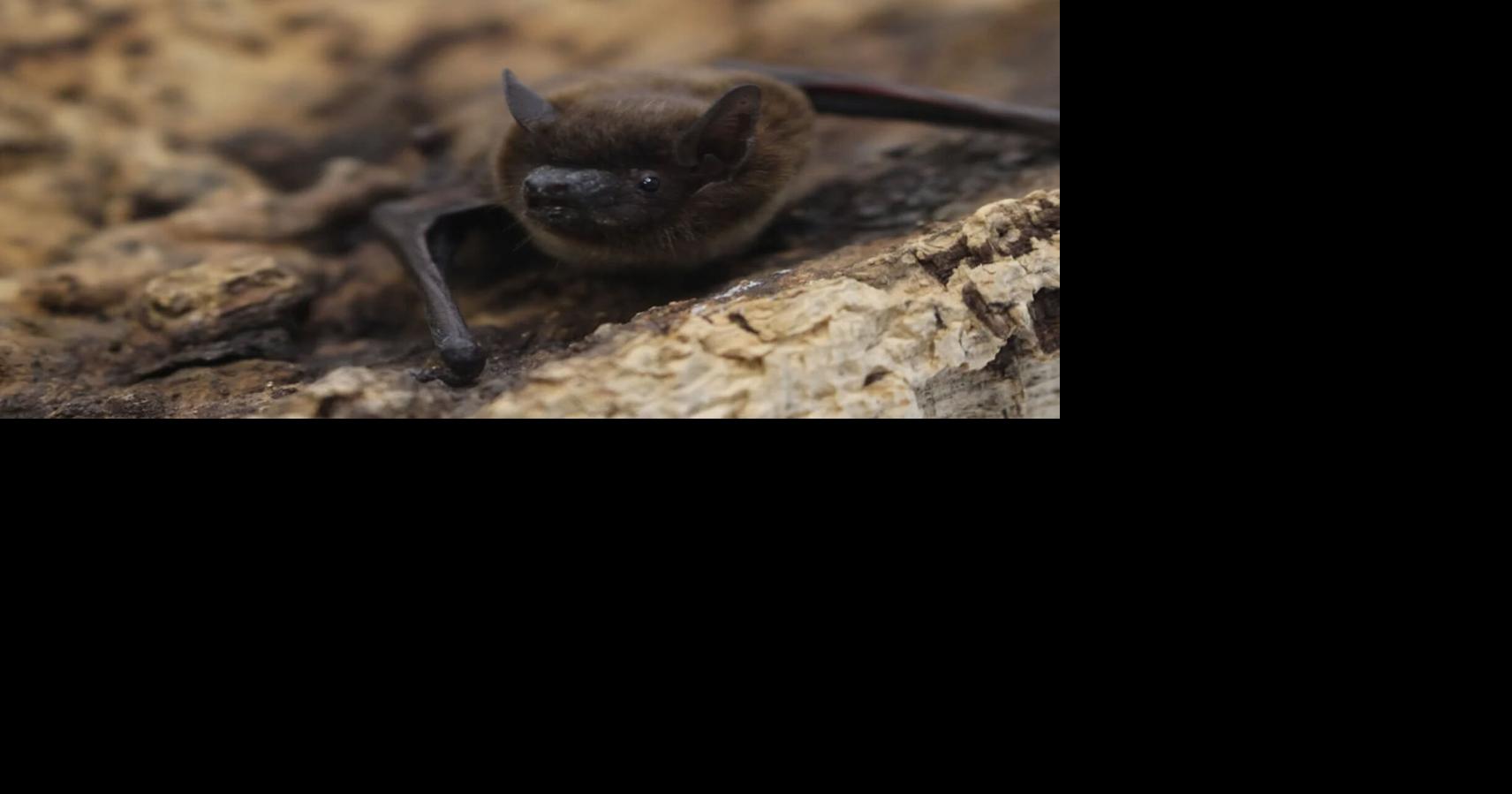 Don’t touch the bat! Officials in Colorado's Jefferson County warn of rabies exposure