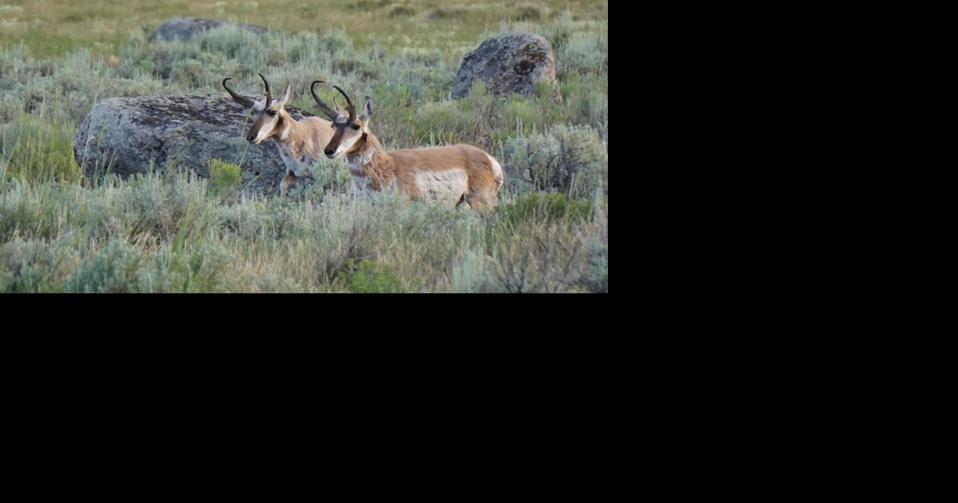 More Idaho farmers, ranchers can now get federal funds to help migrating wildlife