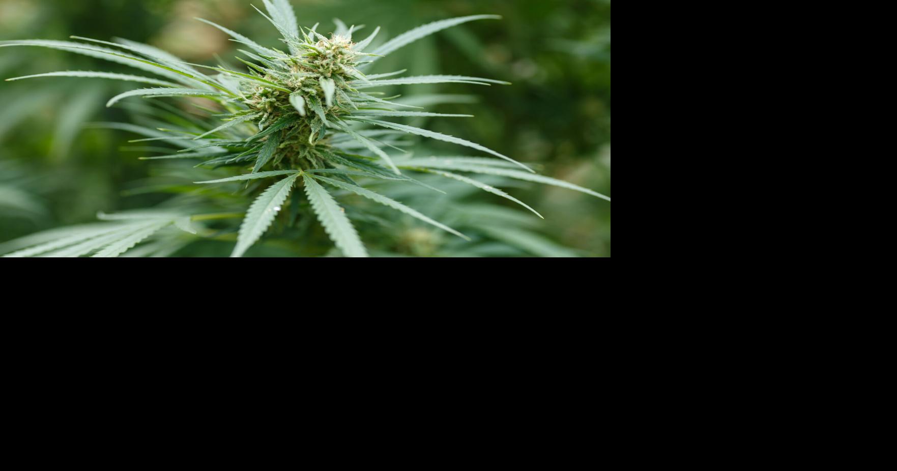 Here’s what federal changes could mean for cannabis laws in Virginia