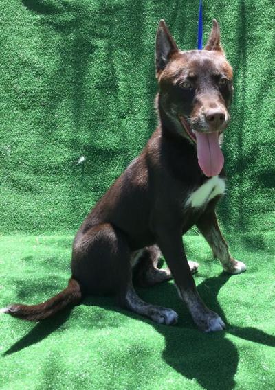 Take me Home - Valley Animal Haven
