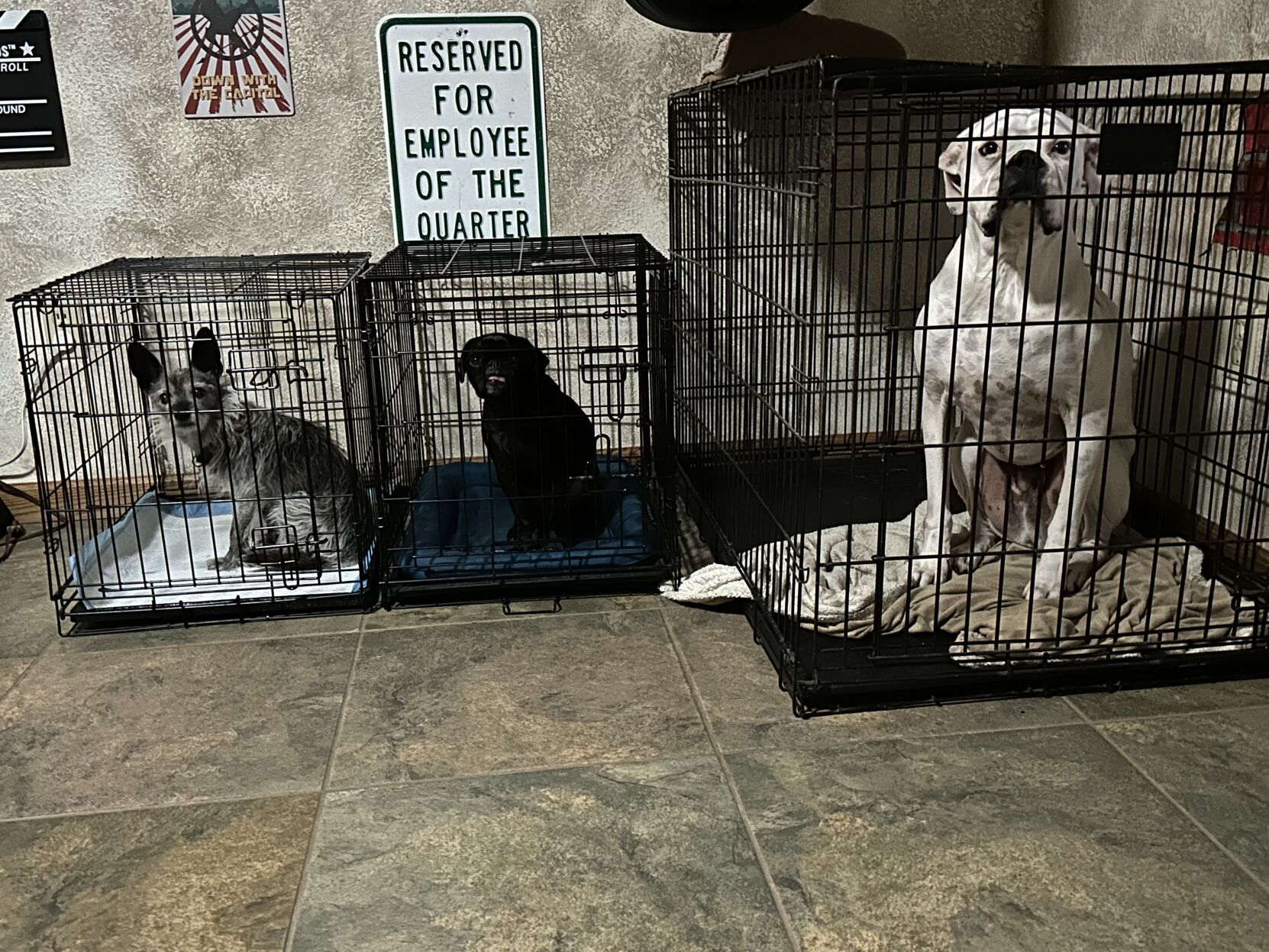 Pitbull crate outlet training