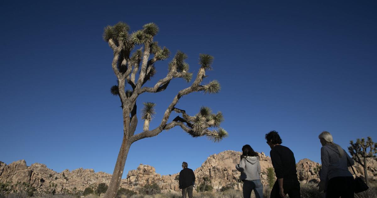 Save drought-stressed landscape trees | Master Gardener | Home and Garden Save drought-stressed landscape trees | Master Gardener | Home and Garden