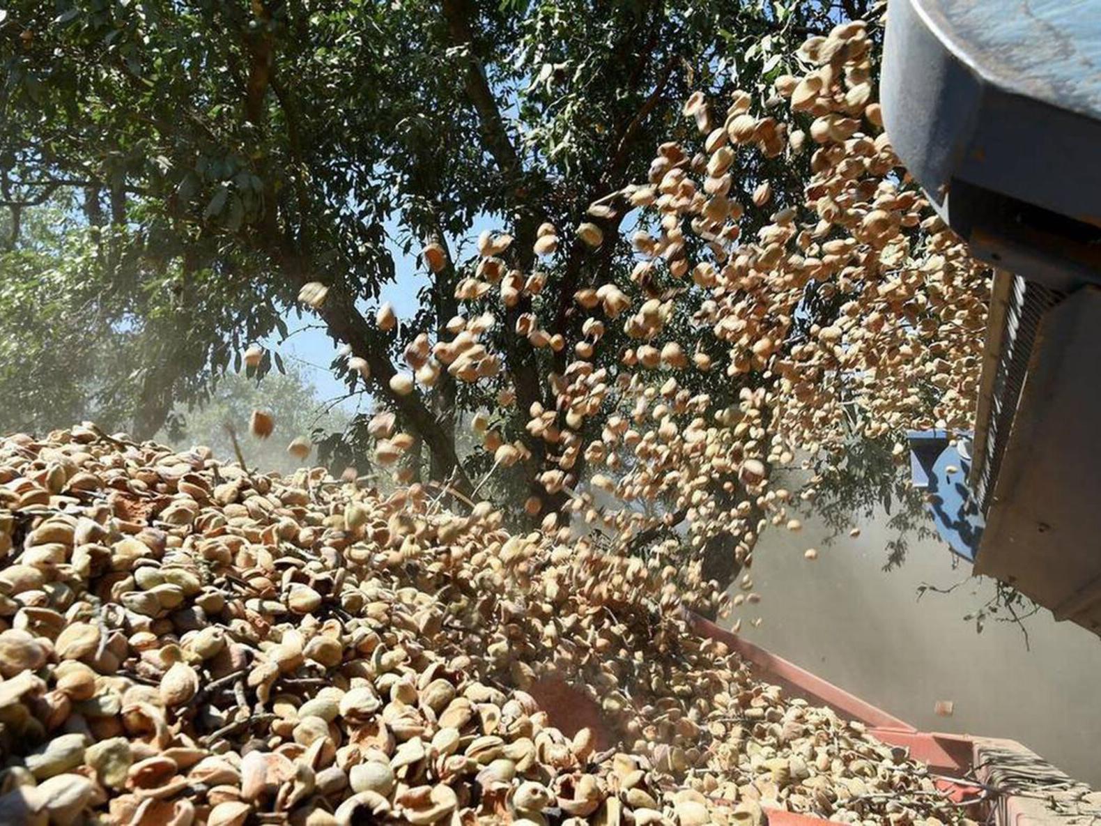 As land and almond prices fall, more San Joaquin Valley farmers face  bankruptcy | business | hanfordsentinel.com