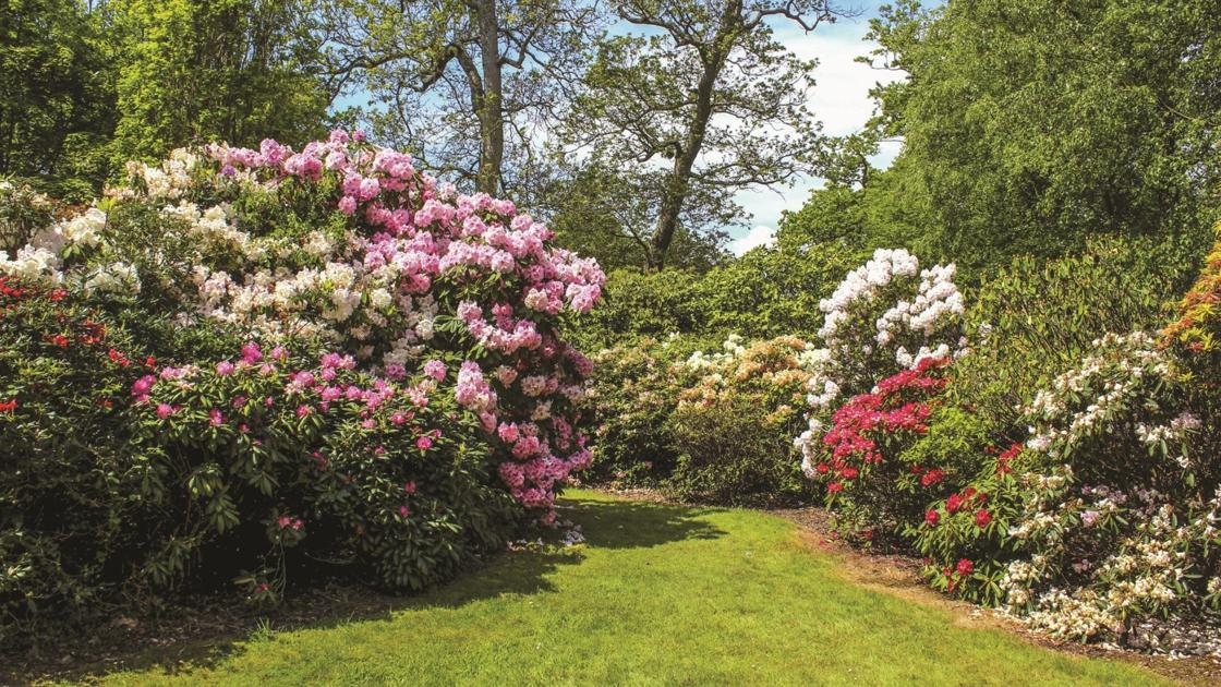 spring pruning in rose shrubs