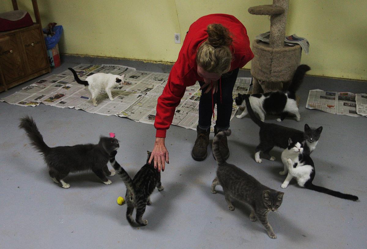 Kings Spca Cuts Adoption Fees Local Hanfordsentinel Com