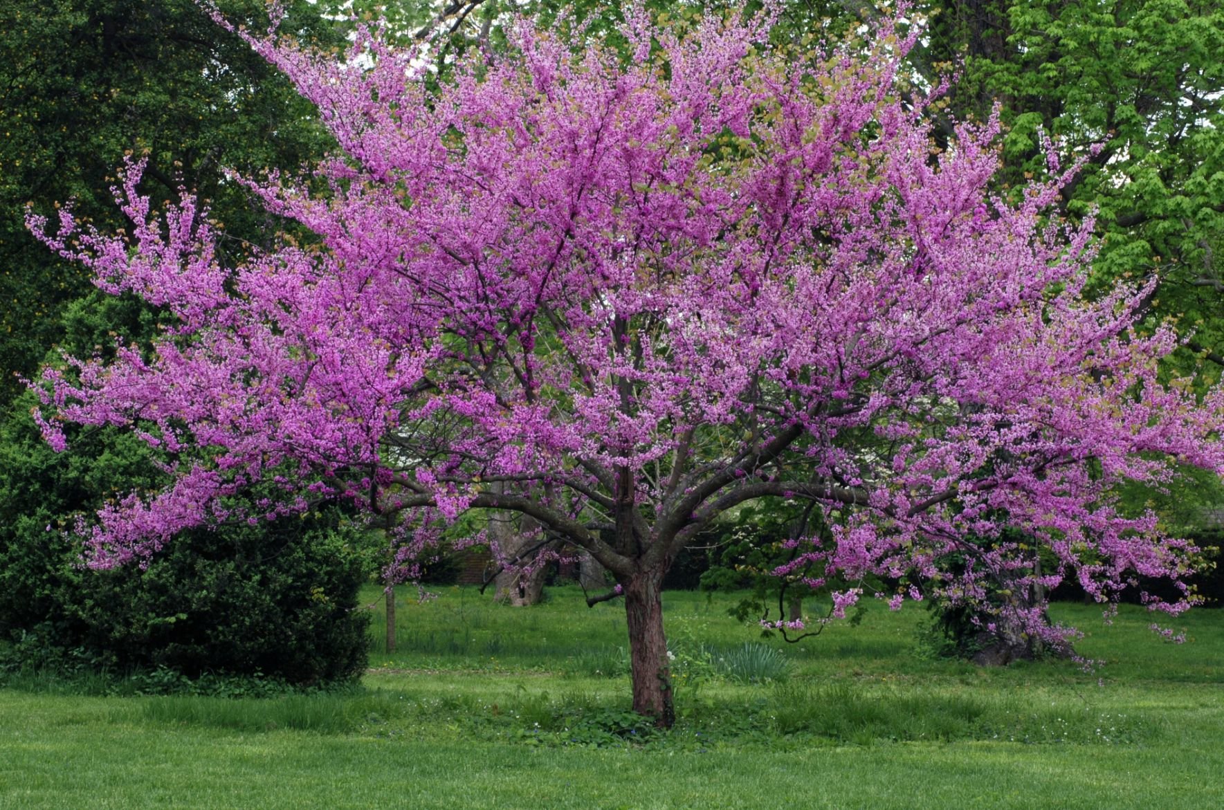 Image of Iris companion plant for eastern redbud tree