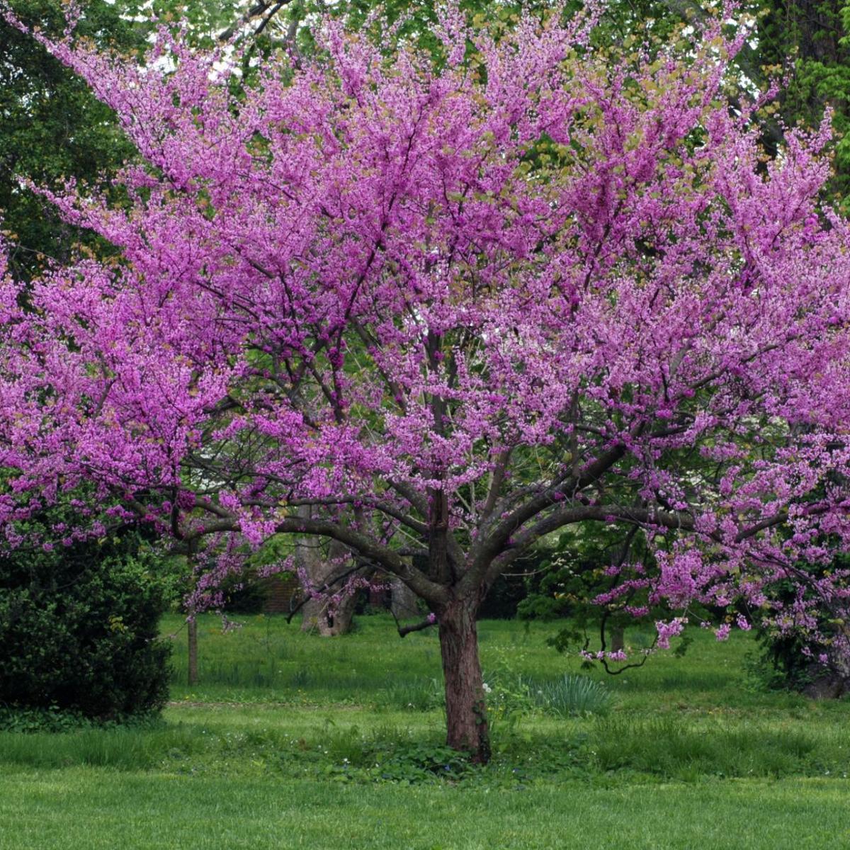 The Colorful Redbud Tree Features Hanfordsentinel Com