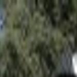 Hanford Couple Launches Bulldog Breeding Business Local Hanfordsentinel Com