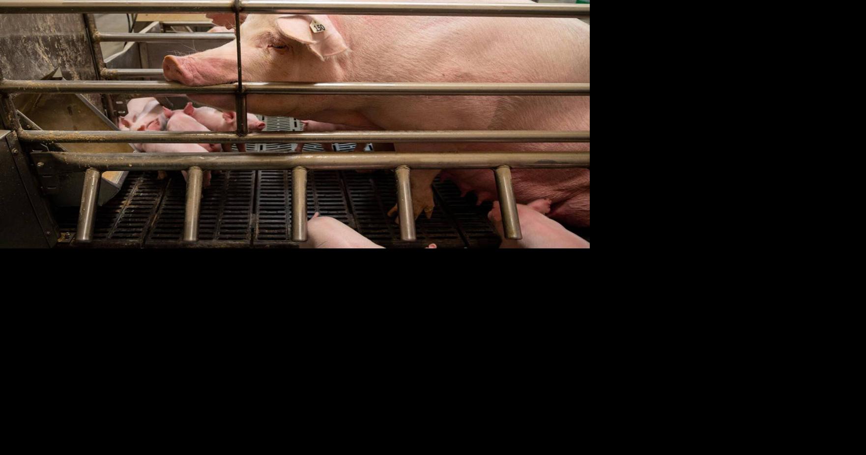 Animal welfare rules might be rolled back by Congress