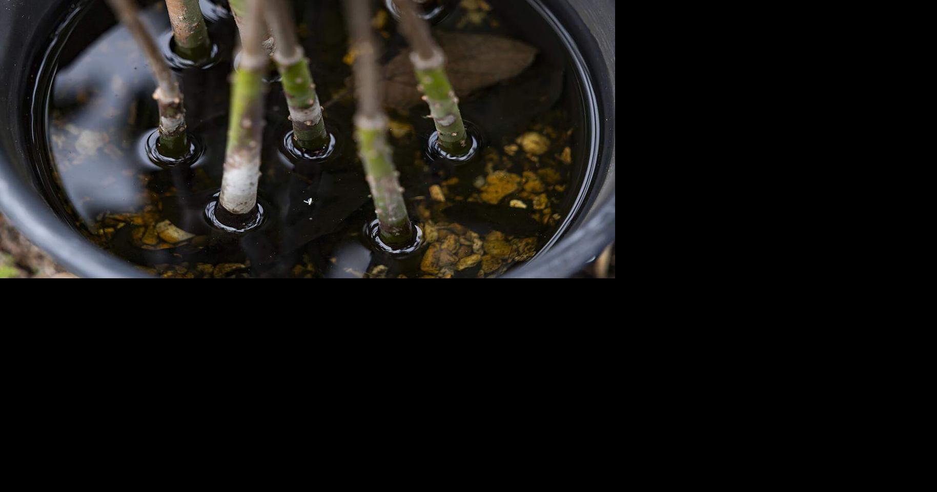 Florida Gov. Ron DeSantis signs bill to bolster nature-based coastline protection