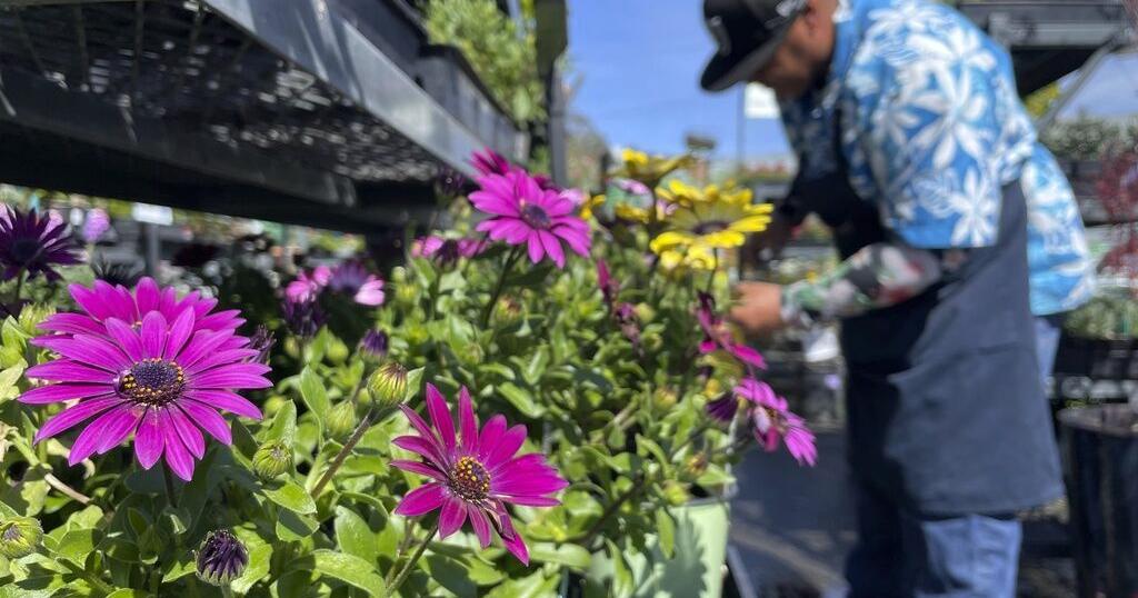 Garden centers hope would-be green thumbs stay interested after pandemic - Vimarsana News