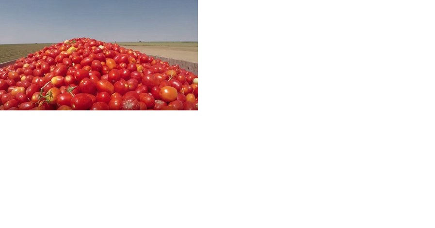 Tomato growers get 31% bump in price | John Lindt - Vimarsana News
