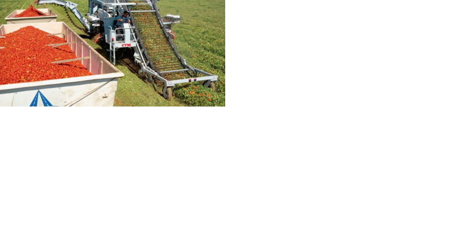 Tomato growers get 24% bump in price | John Lindt - Vimarsana News