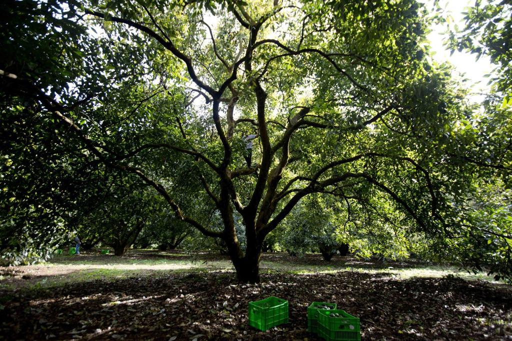 Growing Avocados In The San Joaquin Valley Features