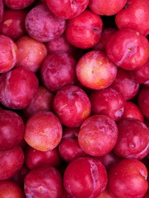Fruit trees versus shade trees | Tony Tomeo
