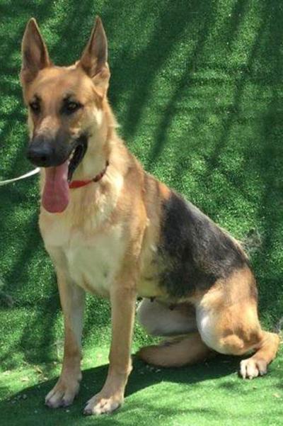Take Me Home: Valley Animal Haven