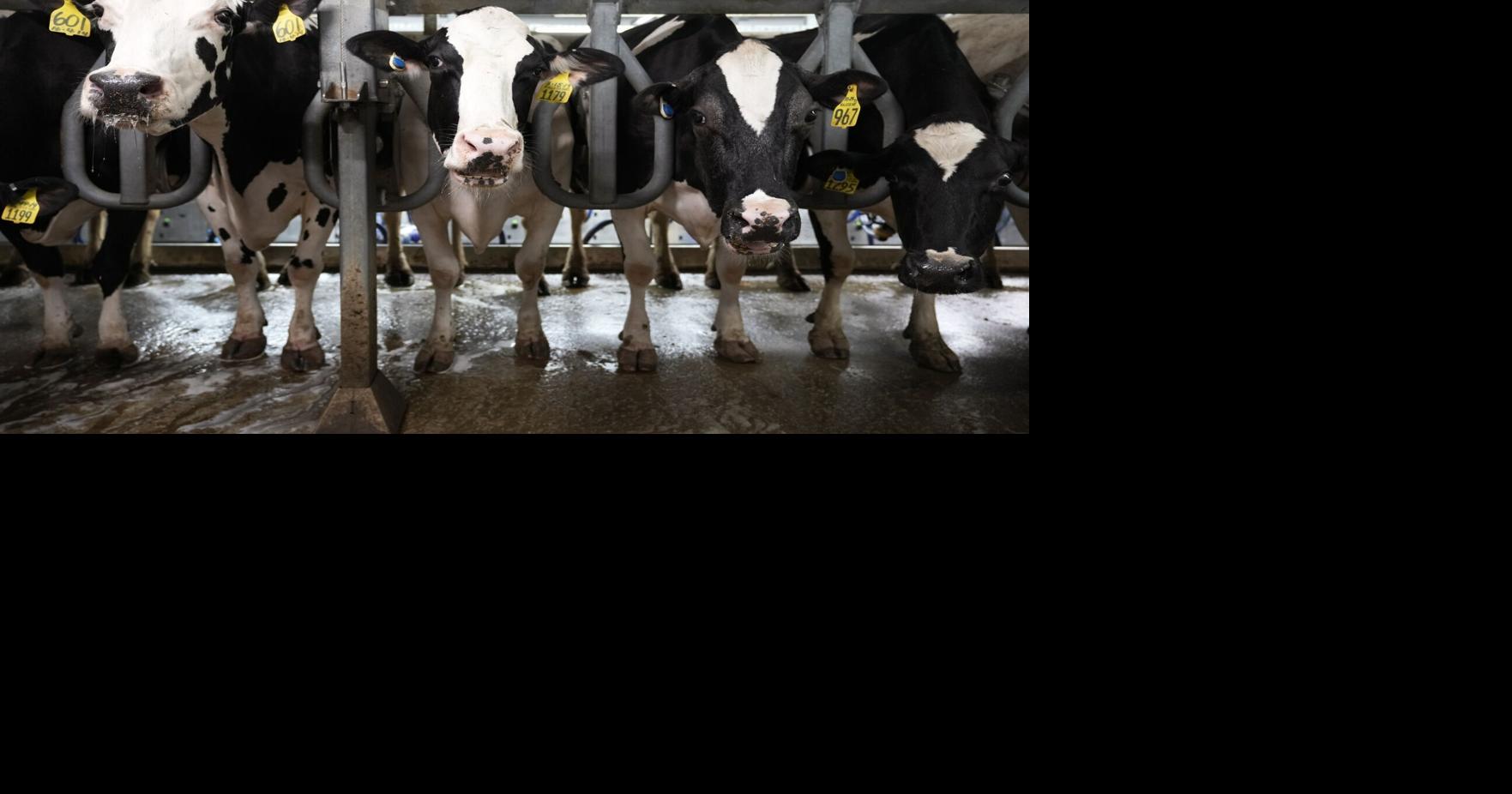 The Great Western Livestock Show returns to the Tulare County