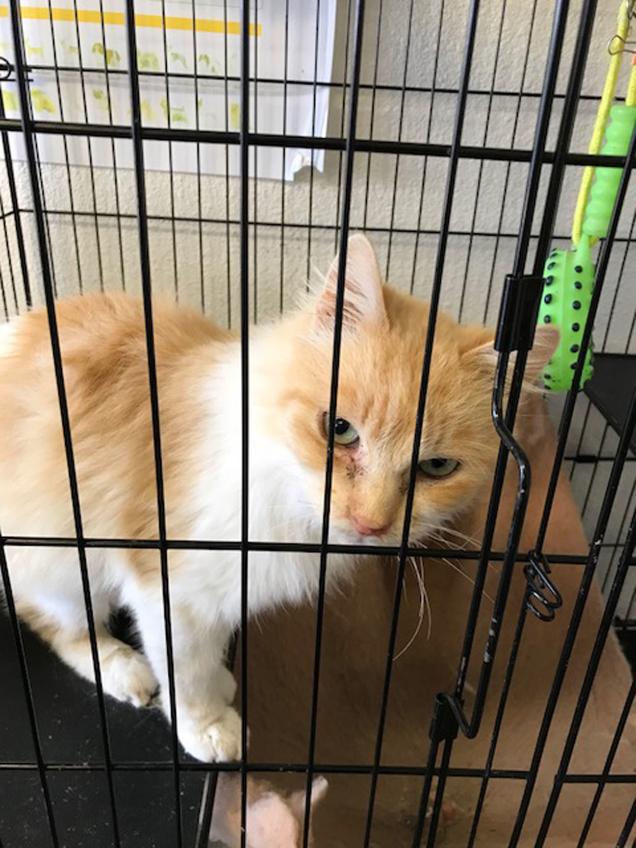 Take Me Home Second Chance Animal Shelter Hanfordsentinel Com