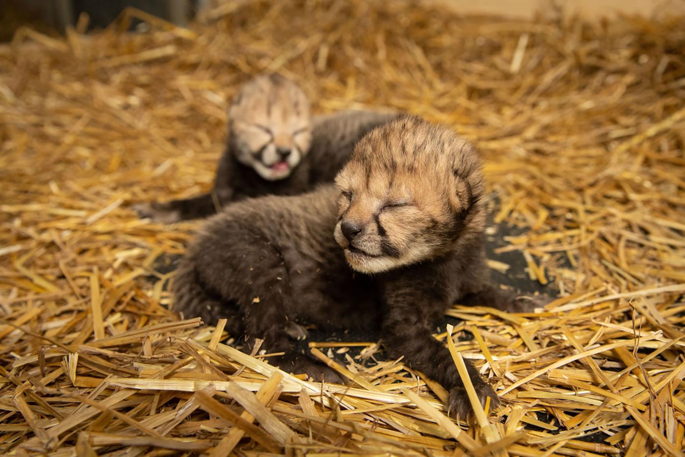 Ohio zoo's cheetah cubs, first born from in vitro, offer hope for ...