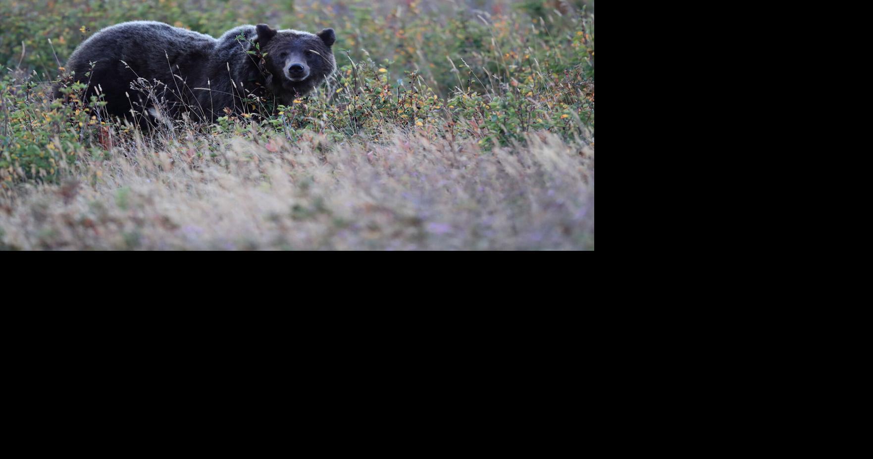 Hiker killed in possible bear attack in Montana is reportedly from Fort Lauderdale