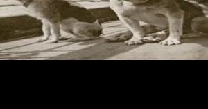 The Titanic's other casualties | Holy Cow! History | Columnist - Vimarsana News