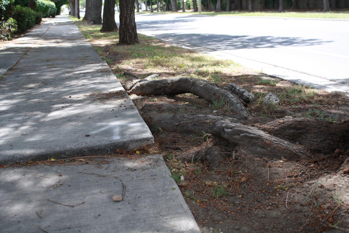 Lemoore To Remove 70 Trees From Fox Street Local Hanfordsentinel Com