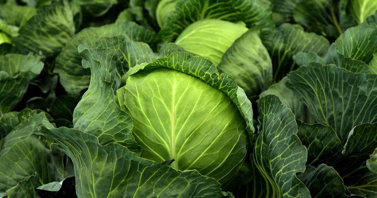 Getting ready for fall planting in your garden | Master Gardener