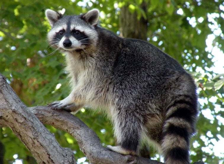 steiff racoon