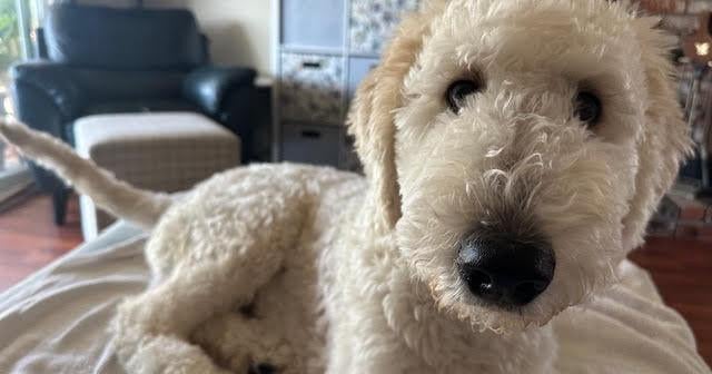 Do you have an itchy pooch? | Ask Dr. Kait