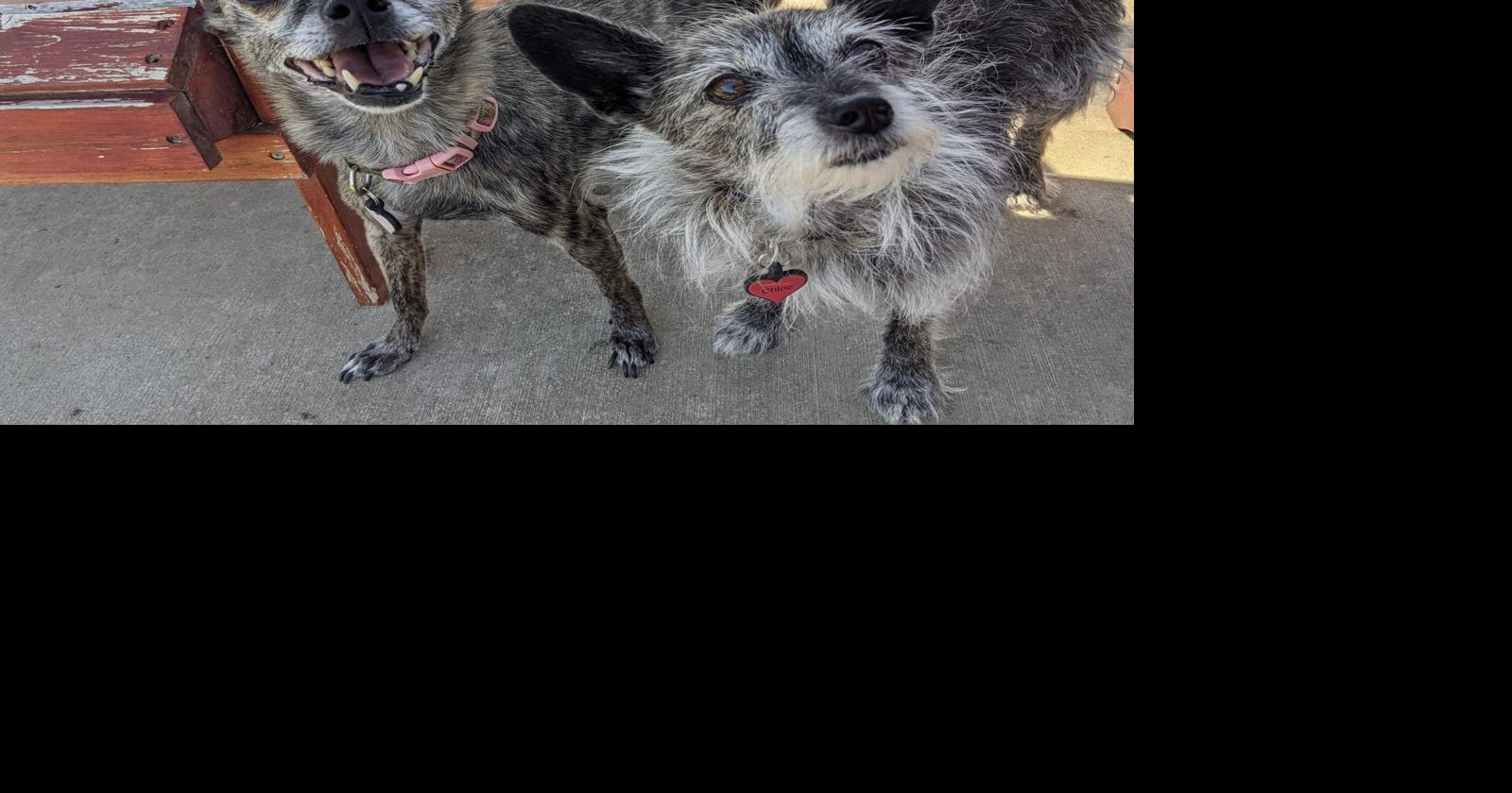 Things to consider when boarding your pet Ask Dr. Kait Lifestyles