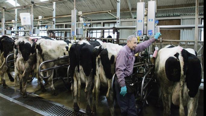 Download Dairy farmers mock milk price hike | Local | hanfordsentinel.com