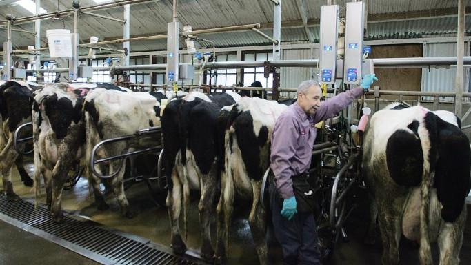 Download Dairy farmers mock milk price hike | Local | hanfordsentinel.com