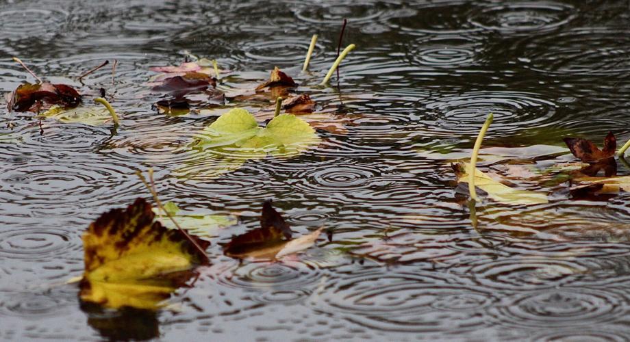 Kings County Faces Wet Week Ahead: Prepare for Rain and Chilly Days!