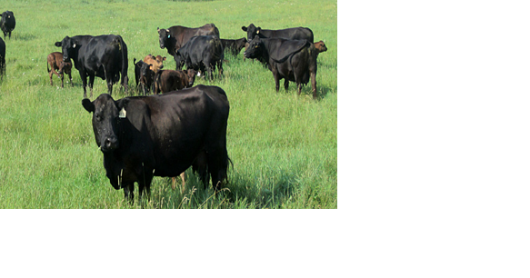 Sandridge pulls feedlot application, retains beef project | John Lindt - Vimarsana News