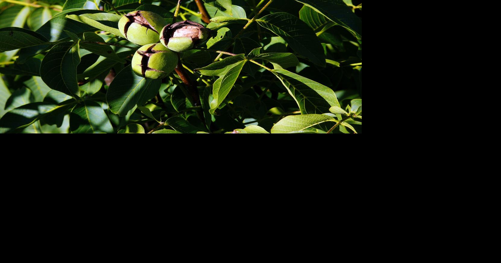 Smaller walnut crop may be good news | John Lindt