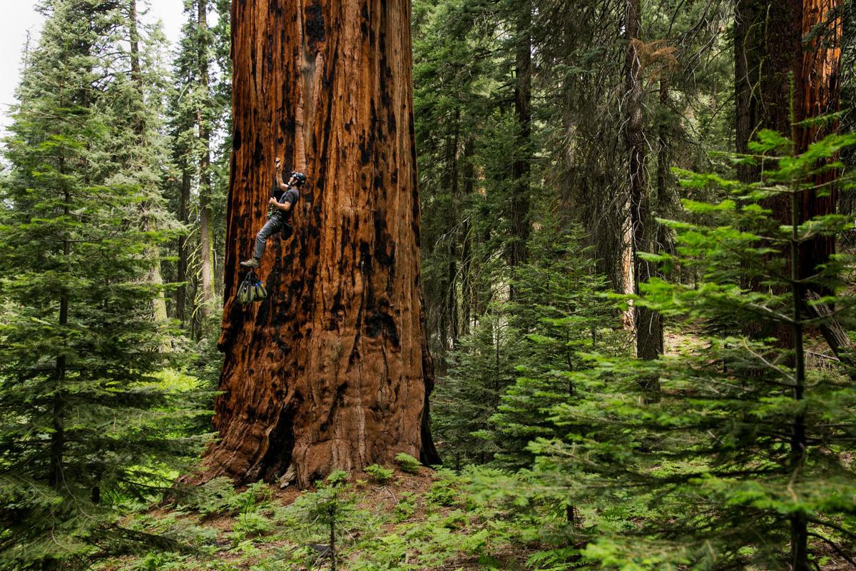 planting a sequoia commentary planting a sequoia commentary