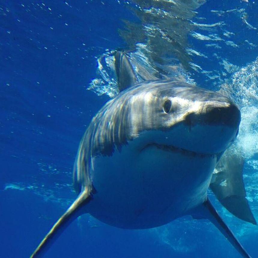 What are the odds of encountering a shark while at the beach?, Lifestyles