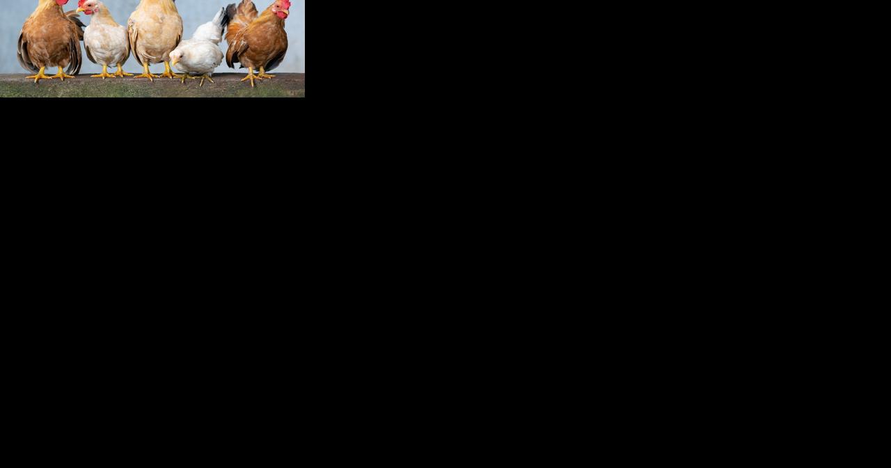 Central Valley poultry industry threatened by avian flu | John Lindt - Vimarsana News