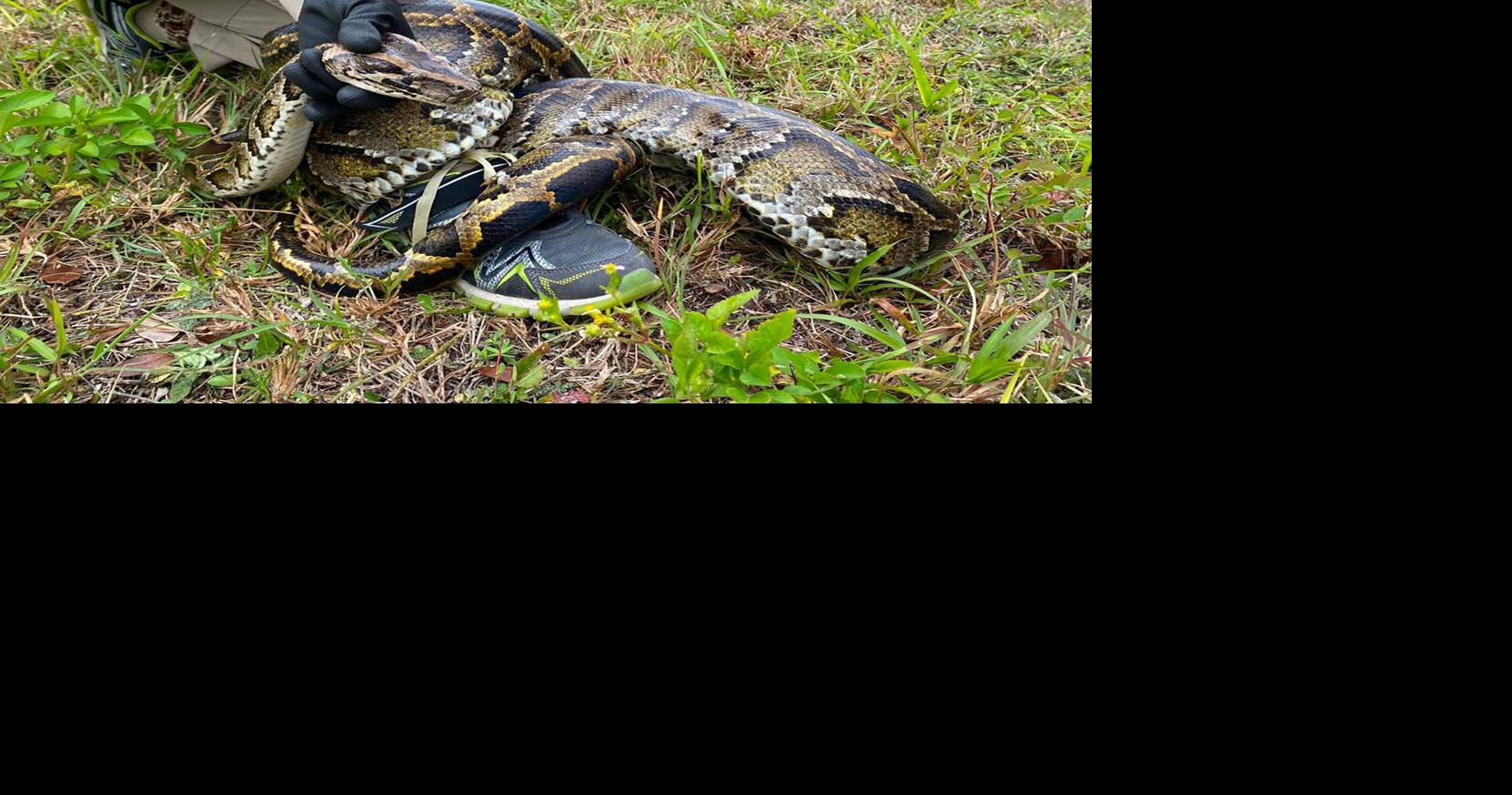 Florida scientists set record after removing 4 tons of invasive Burmese pythons