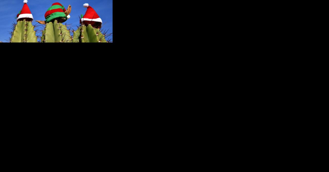 The Christmas cactus — an eye-catching delight - Vimarsana News
