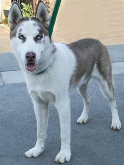 Take Me Home - Valley Animal Haven