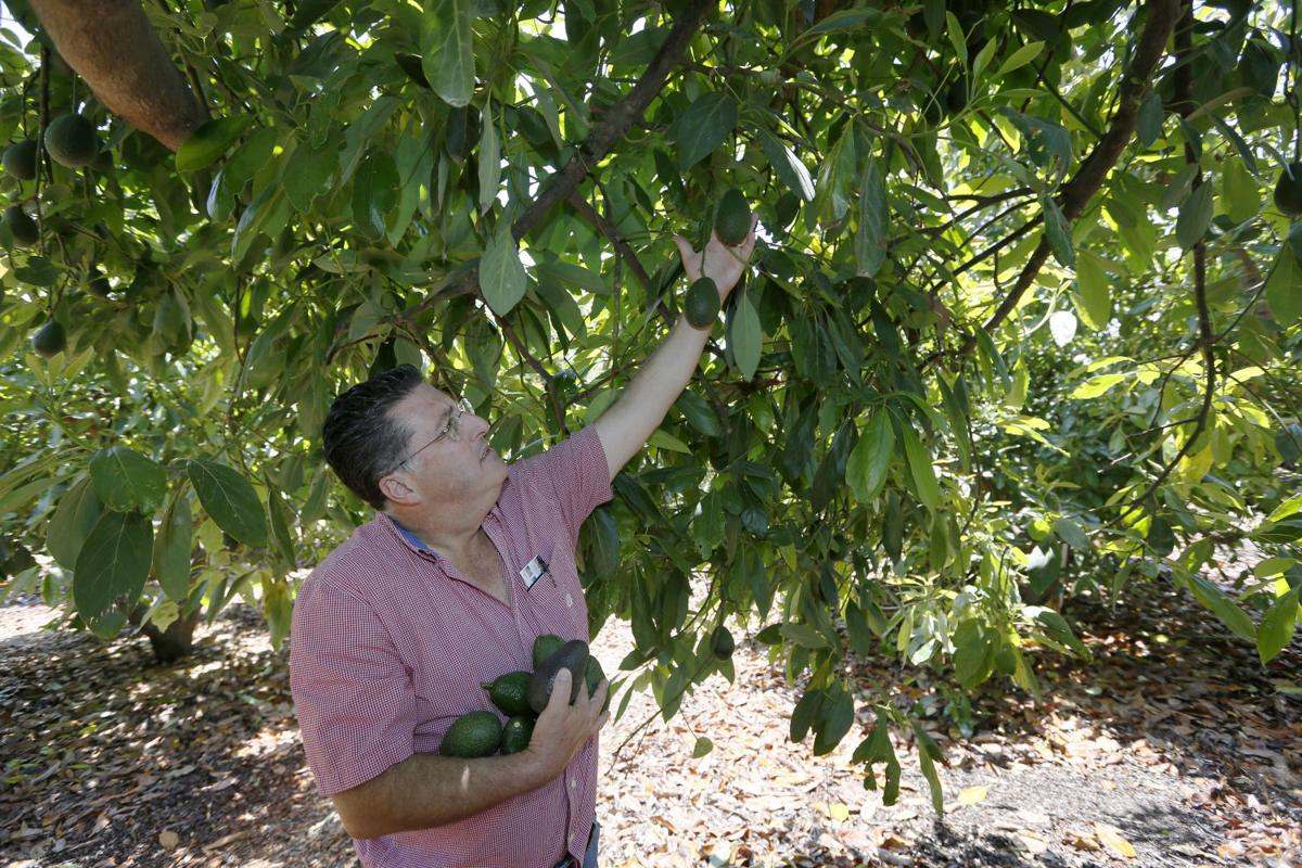 Growing Avocados In The San Joaquin Valley Features Growing Avocados In The San Joaquin Valley Features