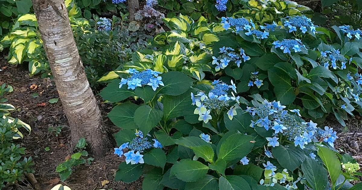 On Gardening: A hydrangea heaven needs good partners