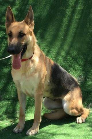 Take Me Home - Valley Animal Haven