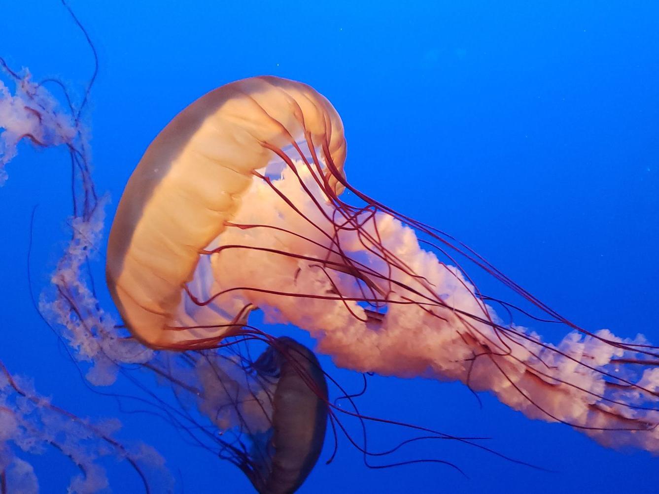 Getting schooled at the aquarium | Lifestyles | hanfordsentinel.com, image size:1337x1003