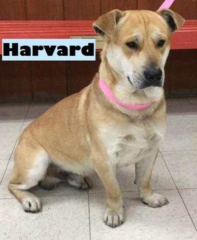 Take me home Harvard