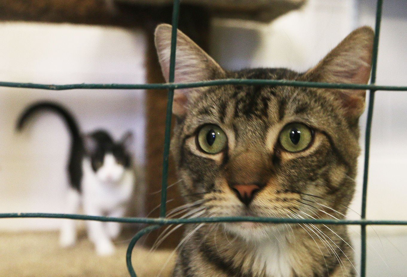 stray cat catcher near me